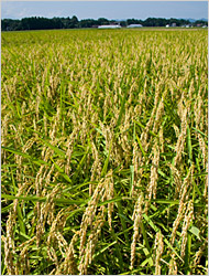 こしひかりの画像