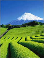 お茶と富士山の画像